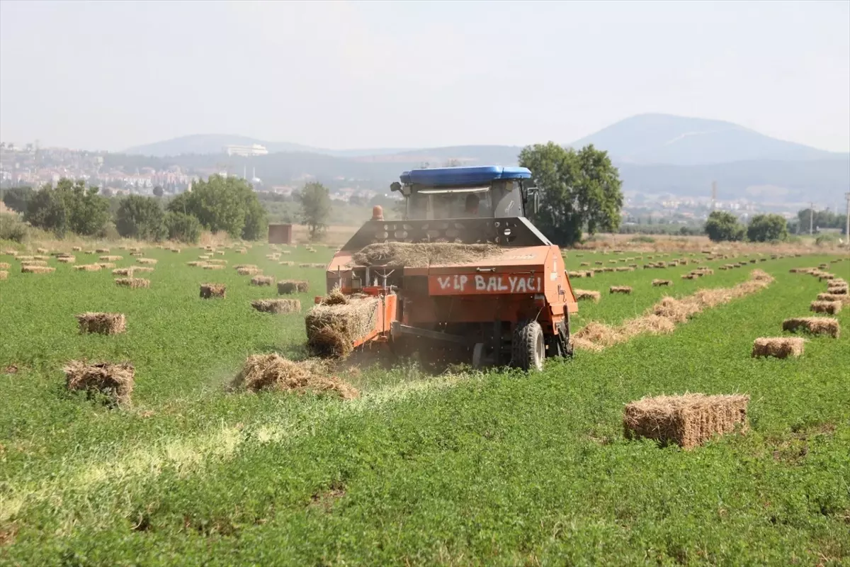 Muğla'da Üreticilere Ücretsiz Yem Bitkisi Desteği