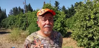 Dalaman'da Yaban Domuzu Sürek Avı Gerçekleştirildi