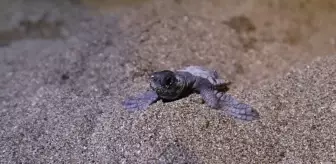 Ampute Deniz Kaplumbağasının Yavruları Denize Kavuştu