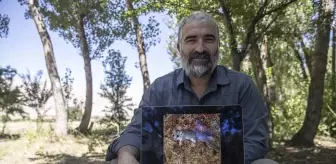 Yeni Bir Yediuyur Türü Keşfedildi: Anadolu Kayalık Yediuyuru