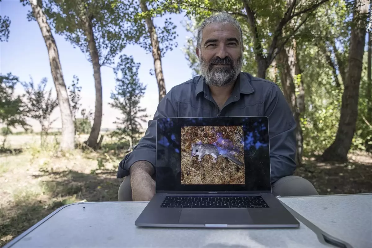 Yeni Bir Yediuyur Türü Keşfedildi: Anadolu Kayalık Yediuyuru