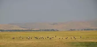 Muş Ovası'nda Leylekler Göçe Hazırlanıyor