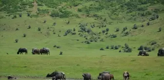 Muş'ta Mandalar Sıcak Havadan Kaçış Yolu Olarak Karasu Nehri'ni Seçiyor
