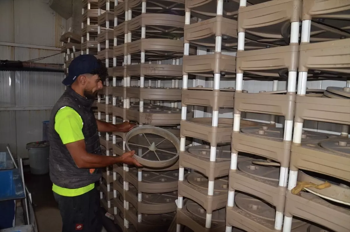Muş'ta Yavru Balık Üretimi: 40 Milyon Kapasite