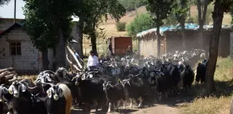 Muş'ta Küçükbaş Hayvan Aşıları ve Kayıt Altına Alma Çalışmaları