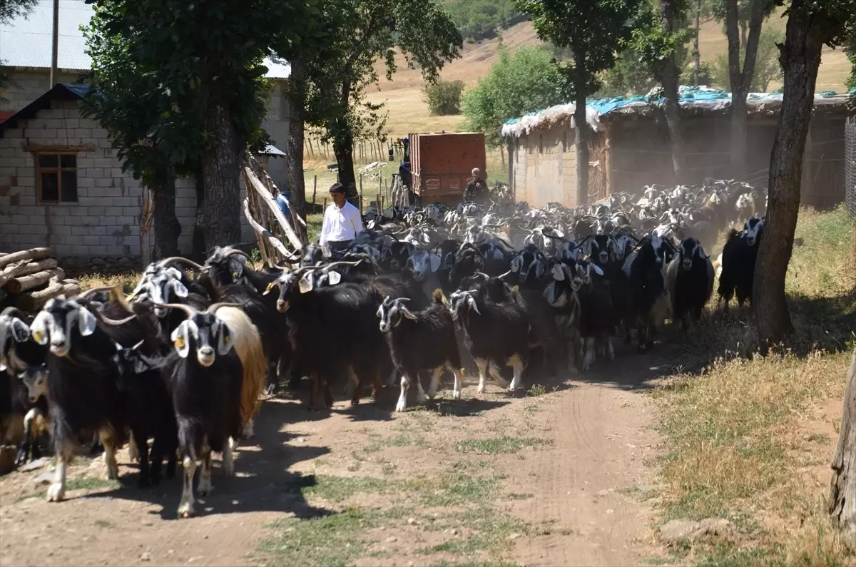 Muş'ta Küçükbaş Hayvan Aşıları ve Kayıt Altına Alma Çalışmaları