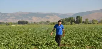 Muş'ta Şeker Pancarı Üretiminde Rekor Beklentisi
