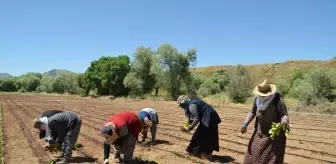 Muş'ta Tütün Ekimi Başladı, İhracat Hedefi Büyüyor