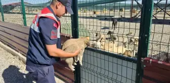 Muş'ta Jandarma, Terkedilen Köpek Yavrularını Kurtardı