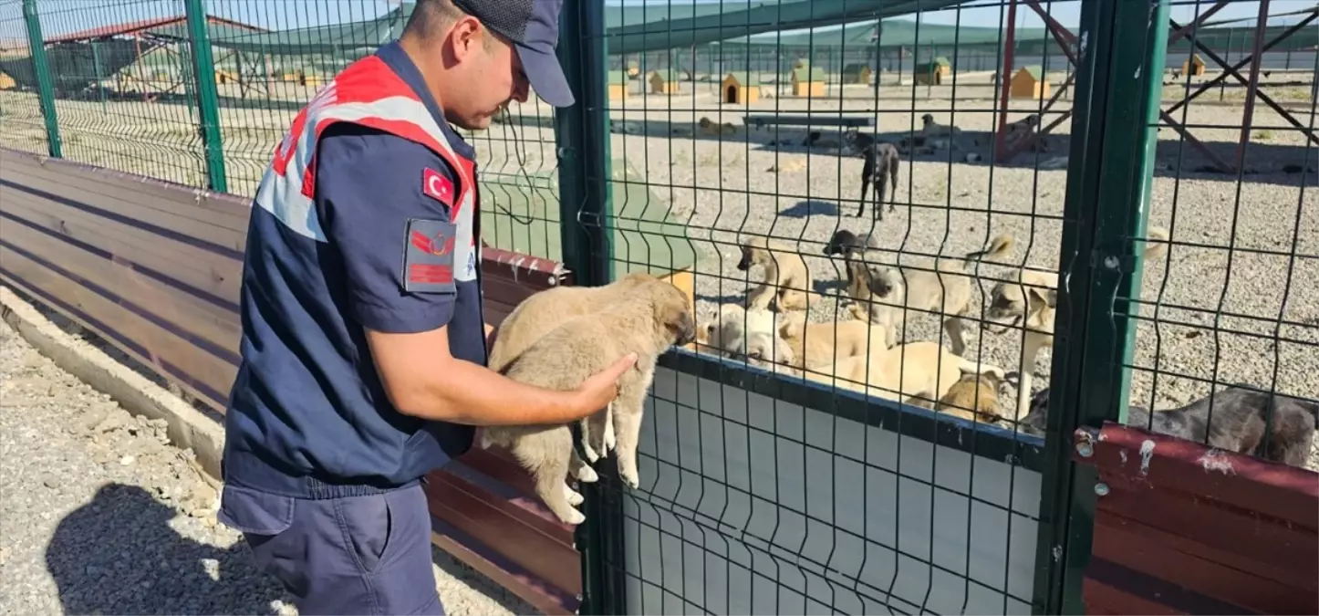 Muş'ta Jandarma, Terkedilen Köpek Yavrularını Kurtardı