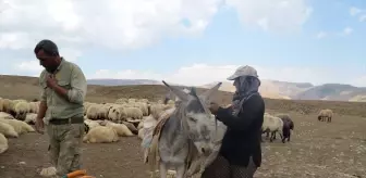 Muş'ta Göçer Kadınların Yaz Mesaisi: Süt Ürünleri Üretimi