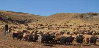 Muş'ta Kadınların Süt Sağım Mesaisi Devam Ediyor