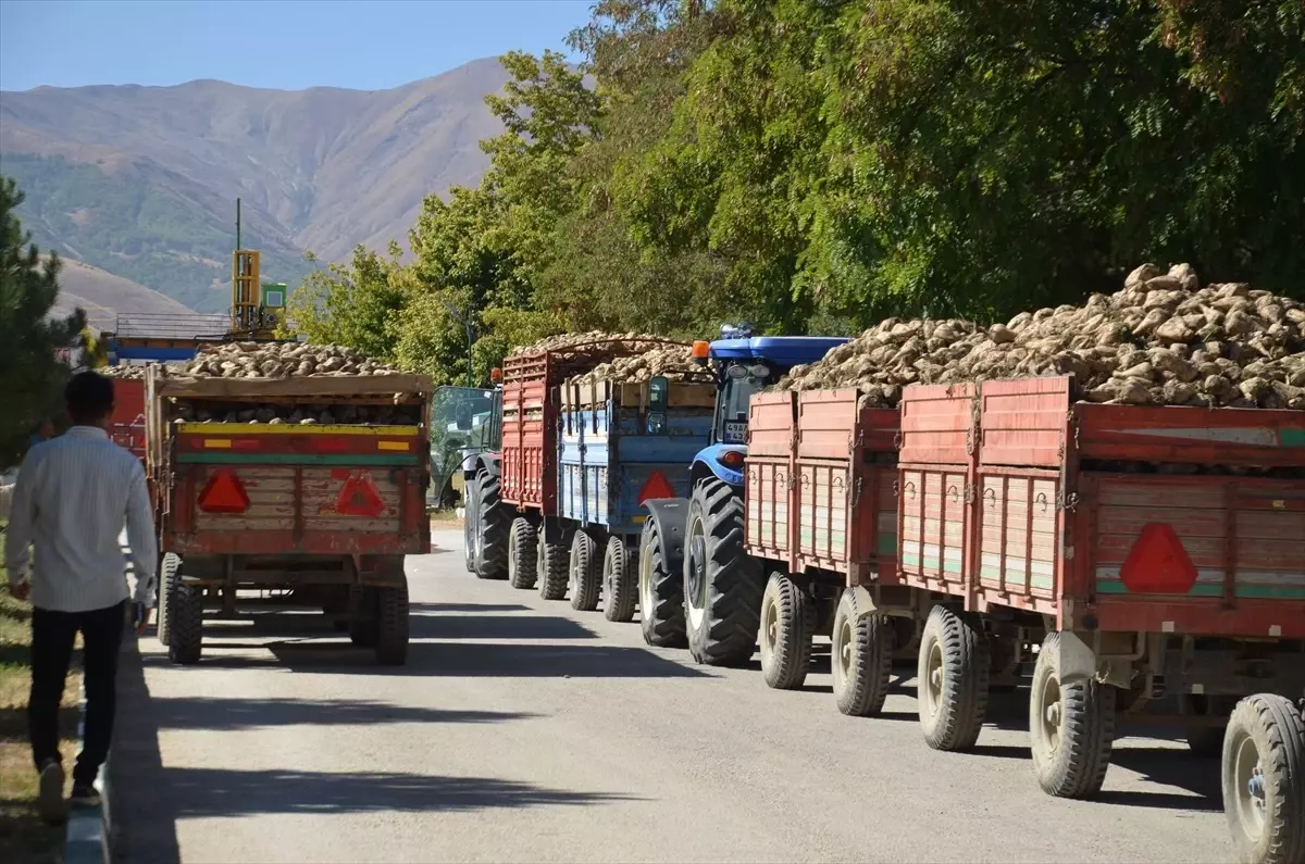 Muş Şeker Fabrikası'nda 44. Dönem Pancar Alım Kampanyası Başladı