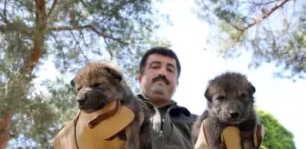 Muş'ta 4 Kurt Yavrusu Koruma Altına Alındı