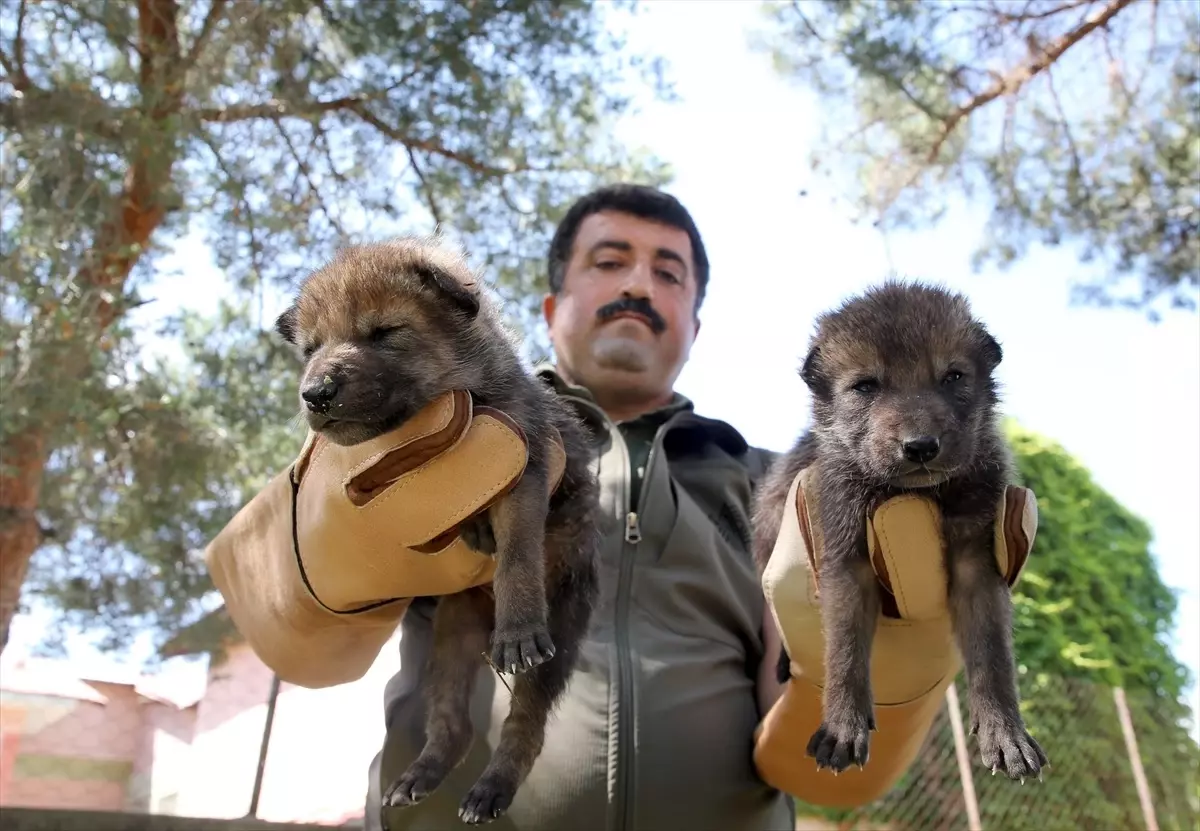 Muş'ta 4 Kurt Yavrusu Koruma Altına Alındı