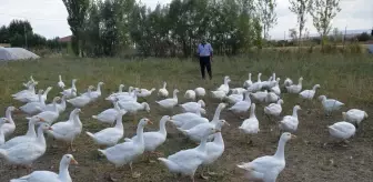 Muş'ta Kaz Yetiştiriciliği Projesi Başlatıldı
