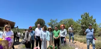 Nallıhan'da Lavanta Hasat Şenliği Düzenlendi