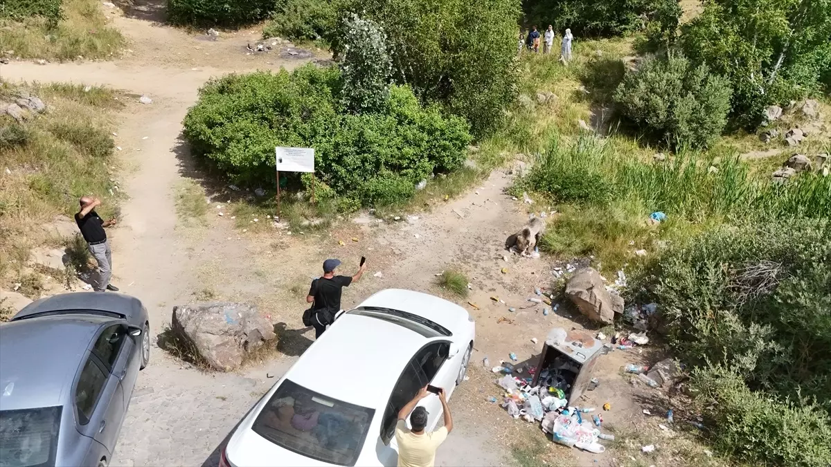 Nemrut Kalderası'nda Dron ile Görüntülenen Bozayılar Ziyaretçileri Büyülüyor