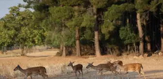 Düzlerçamı'nda Alageyiklerin Nesli Artıyor: 11 Yavru Doğdu