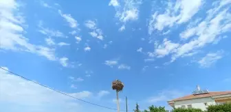 Leylek Ailesi İçin Elektrik Direği Değiştirildi