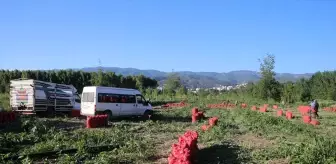 Tokat Niksar'da Kuru Soğan Rekoltesi 30 Bin Ton Bekleniyor