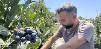 Psikolog Selçuk Kaymak’ın Yaban Mersini Yetiştirme Serüveni