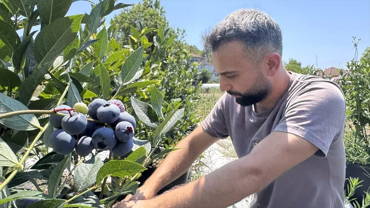 Psikolog Selçuk Kaymak’ın Yaban Mersini Yetiştirme Serüveni
