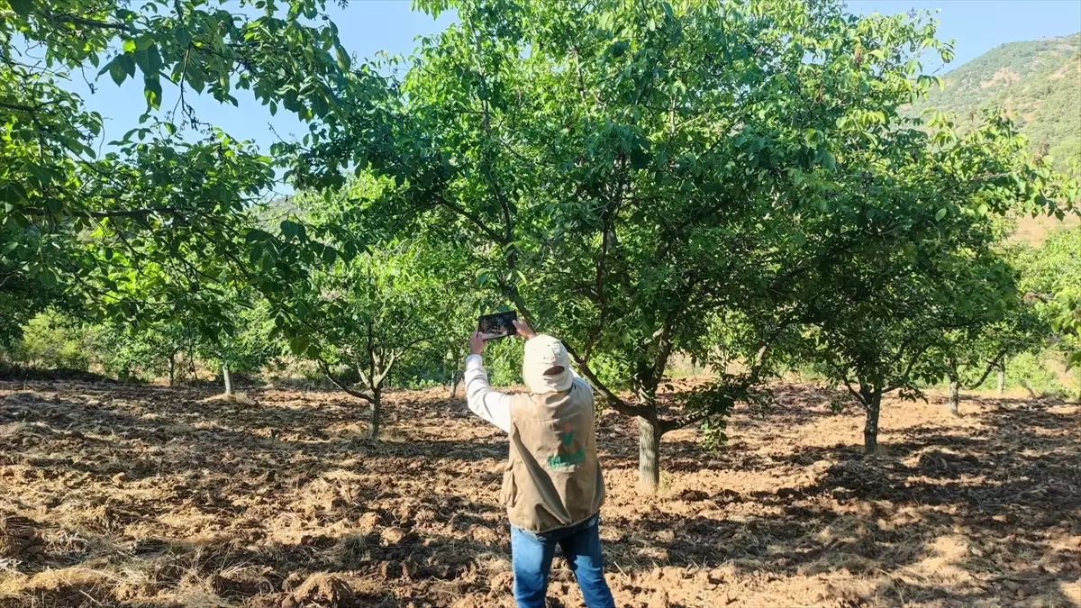 Oğuzlar'da Dondan Etkilenen Ceviz Bahçeleri İçin Hasar Tespiti Tamamlandı