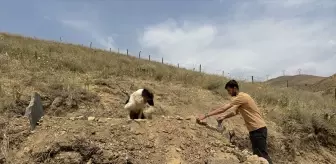Sahibinin Mezarını Terk Etmeyen Sadık Köpek