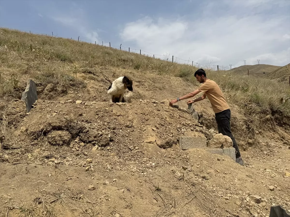 Sahibinin Mezarını Terk Etmeyen Sadık Köpek