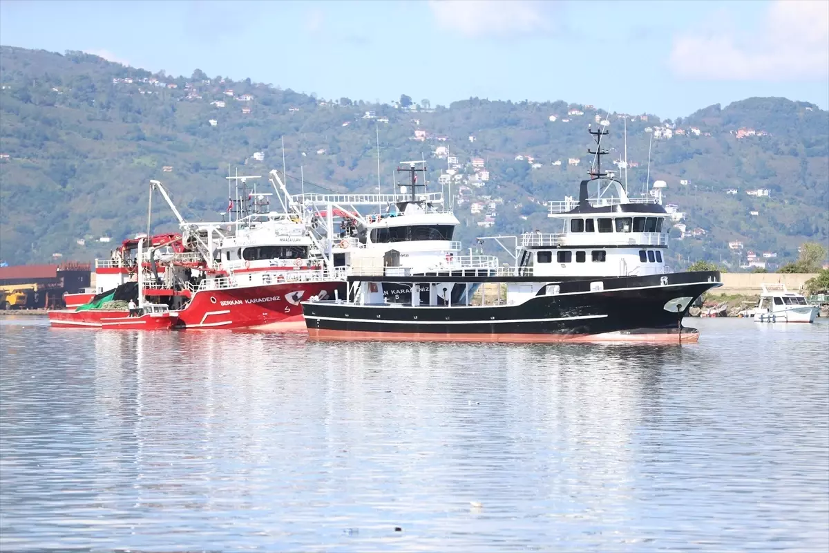 Ordu'da Hamsi Bolluğu: Balıkçılar Limana Dolu Dönüyor