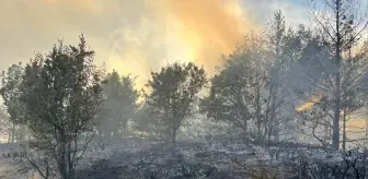 Ordu'da Orman Yangını Söndürüldü