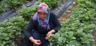 Ordu'da Çilek Hasadı Sezonu Başladı