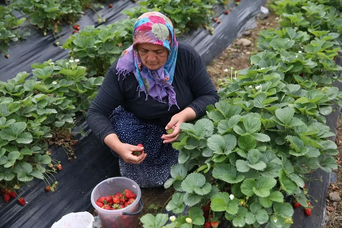 Ordu'da Çilek Hasadı Sezonu Başladı