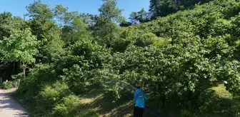 Ordu'da Fındık Verimliliği Projesi ile Kahverengi Kokarcaya Karşı Mücadele
