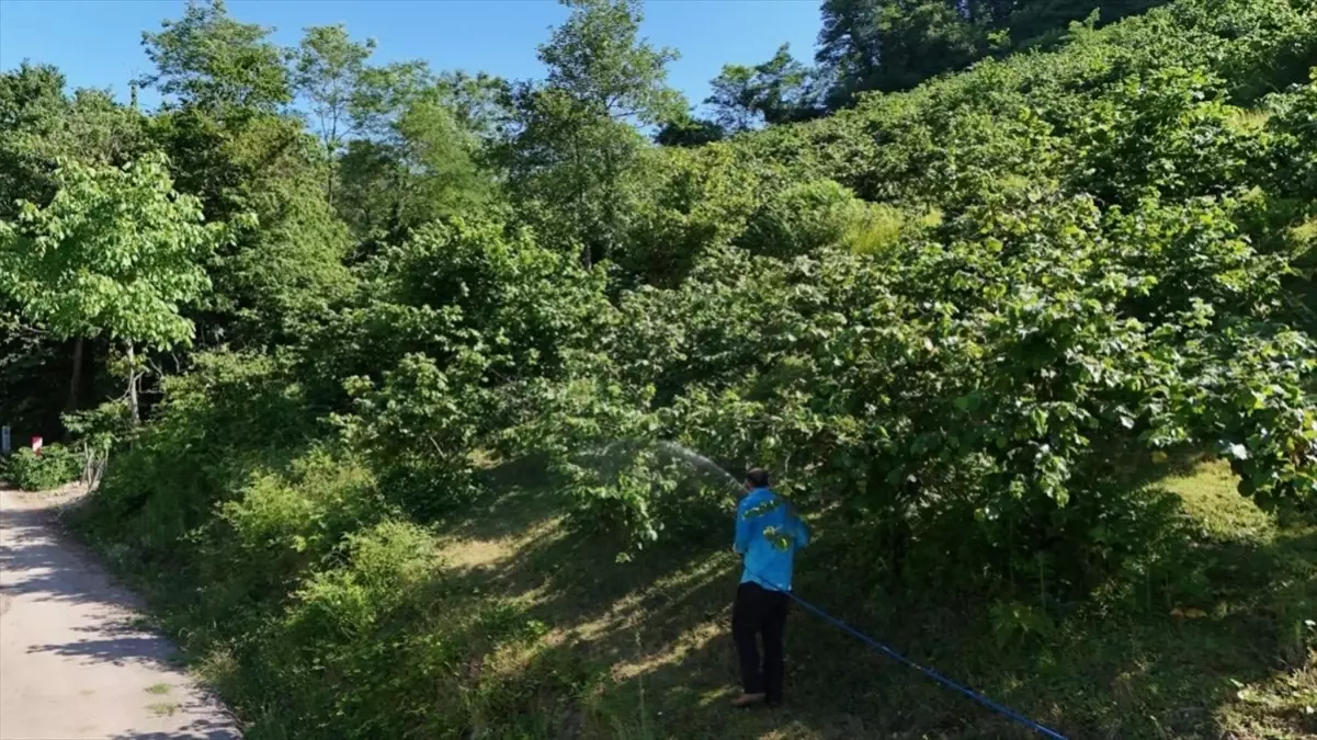Ordu'da Fındık Verimliliği Projesi ile Kahverengi Kokarcaya Karşı Mücadele
