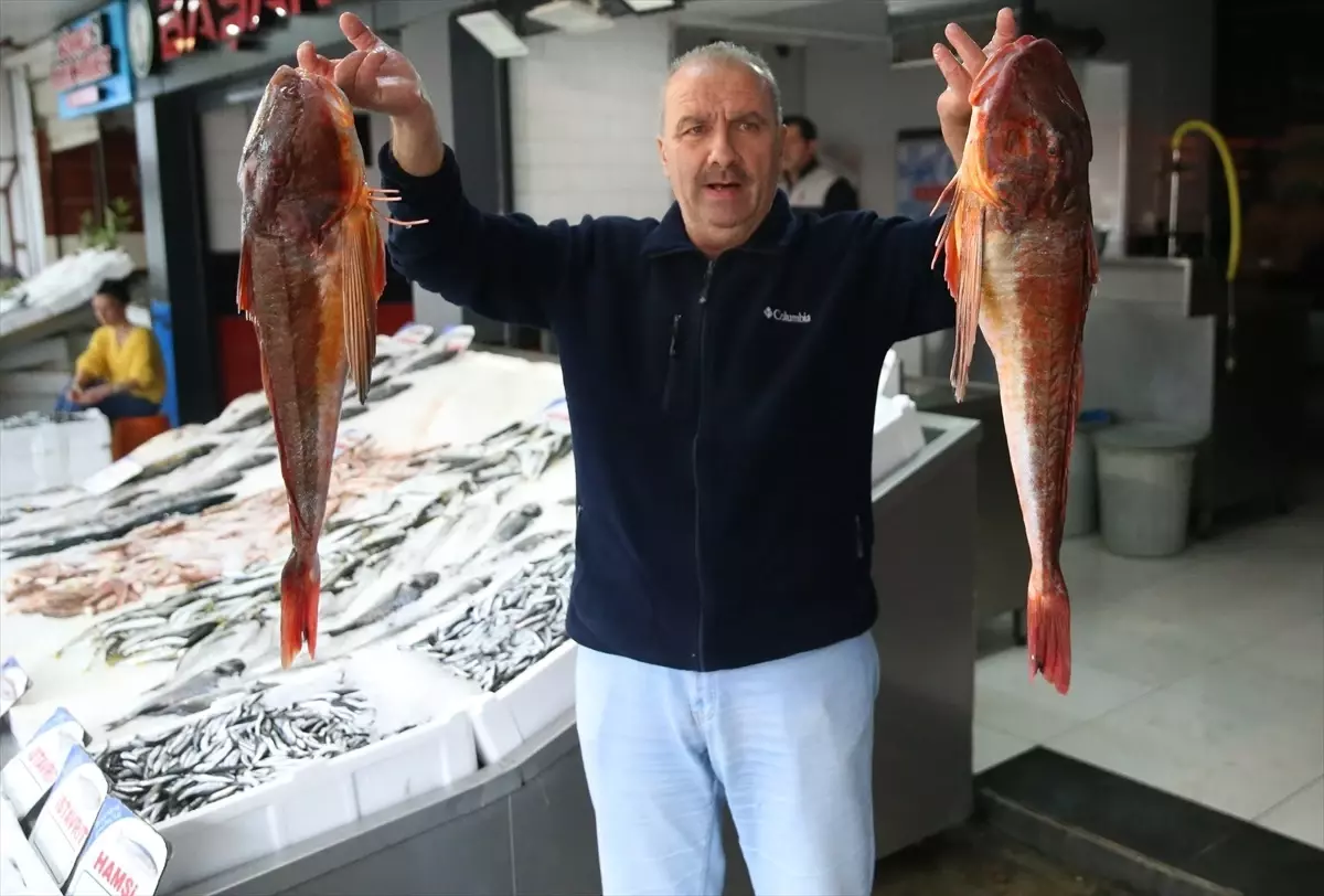 Ordu'da Kırlangıç Balığı Sezonu: Balıkçılar Memnun