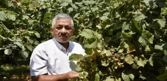 Ordu'da Fındık Hasadı Tarihleri Belirlendi