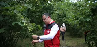 Ordu'da 2025 Fındık Rekoltesi Tespit Çalışmaları Başladı
