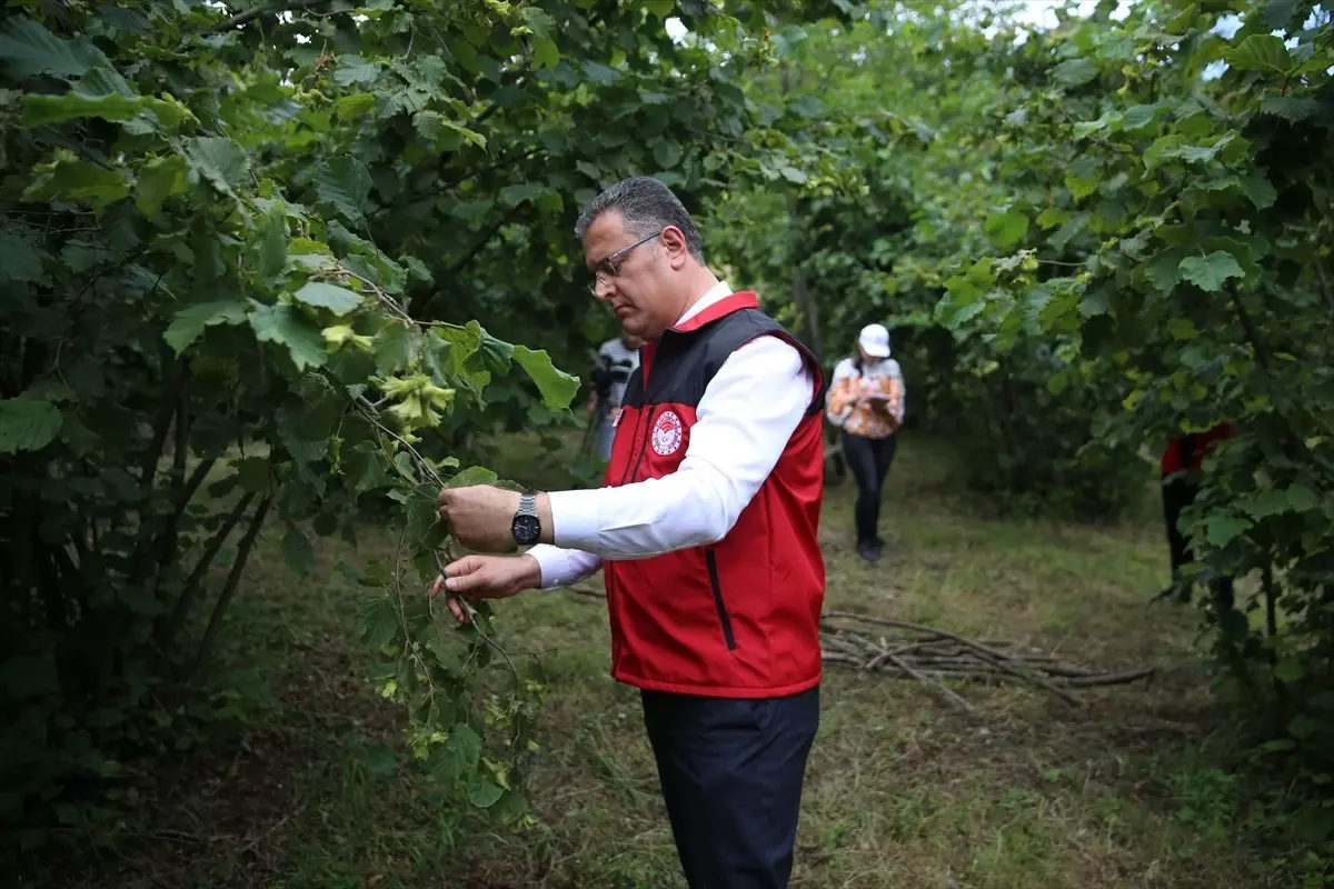 Ordu'da 2025 Fındık Rekoltesi Tespit Çalışmaları Başladı