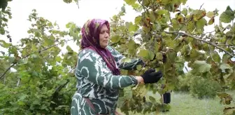 Ordu'da Fındık Hasadı Başladı