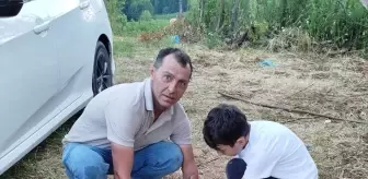 Ordu'da Yaralı Yavru Karaca Tedavi Altına Alındı