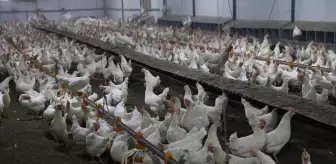 Ordu'da Yumurta Üretimi Hedefi 100 Milyon