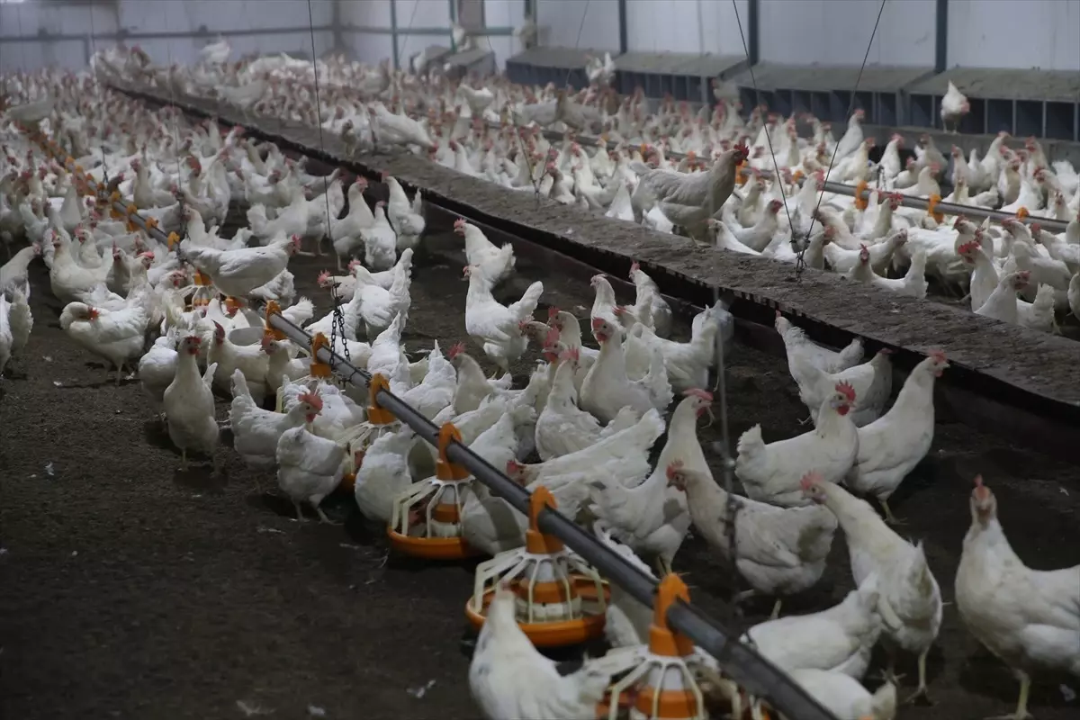 Ordu'da Yumurta Üretimi Hedefi 100 Milyon