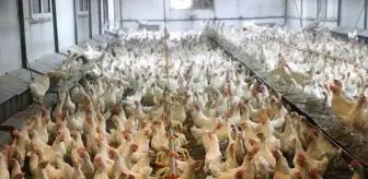 Ordu'da Yumurta Üretimi 45 Milyona Ulaştı