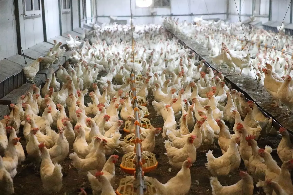 Ordu'da Yumurta Üretimi 45 Milyona Ulaştı