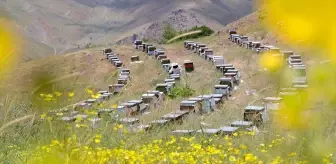 Hakkari'de Arıcılık Geleneği Sürüyor