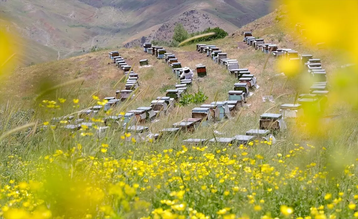Hakkari'de Arıcılık Geleneği Sürüyor