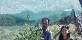 Bursa Orhaneli'de Yaban Mersini Hasadı Başladı