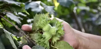 Orta ve Doğu Karadenizli fındık üreticileri hasada hazırlanıyor
